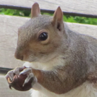 Linkverwaltung Eichhörnchen ícone