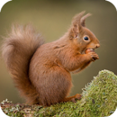 Squirrel Wallpaper APK