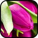 Tulip Wallpaper APK