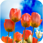 Tulips Wallpaper icon