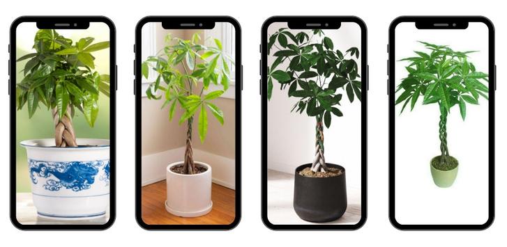 Pohon Uang For Android Apk Download