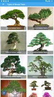 Types of Bonsai Trees poster