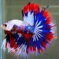 Types of fish Wallpapers HD