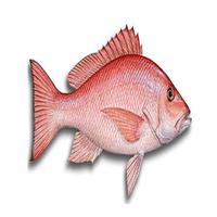 Types of  fish Wallpapers HD 截图 1