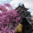 Escape Game Aduti SakuraCastle APK