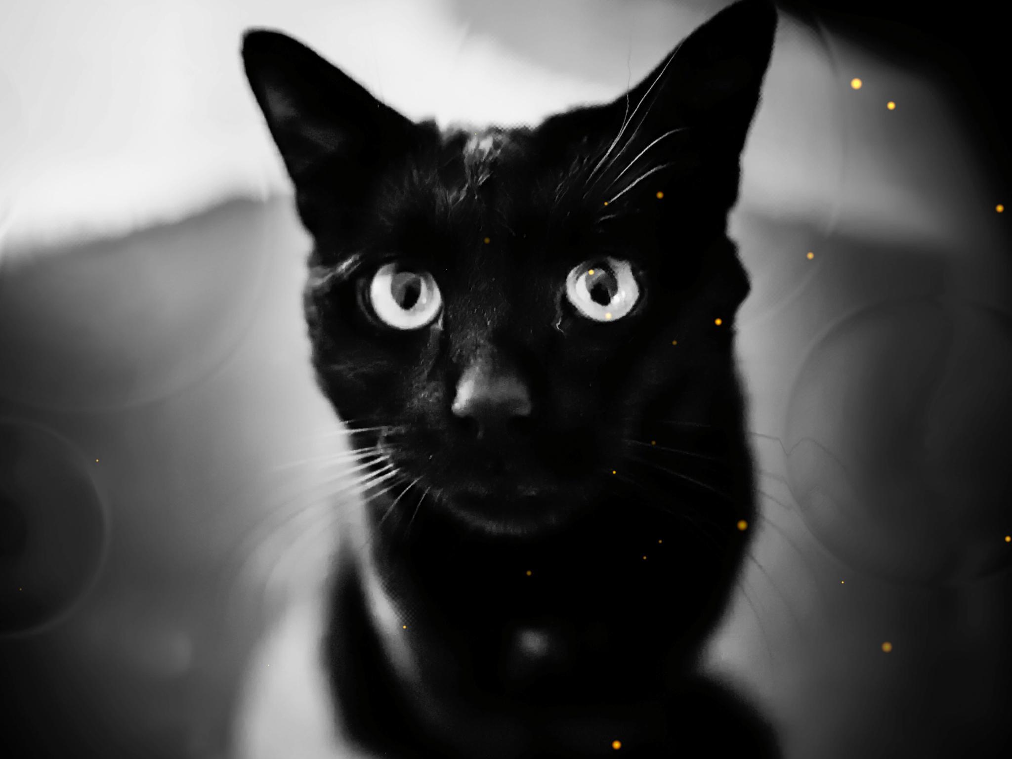 Cute Black Cats Water Touch Live Wallpaper For Android