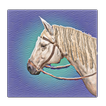 Wild Race West Horse Game time