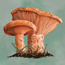 Mycelia: The Board Game APK