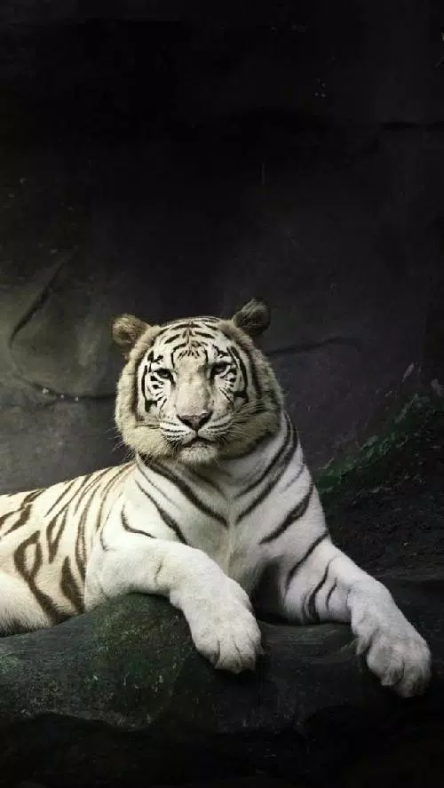 Gold and White Tiger Wallpapers HD APK for Android Download Gold and White Tiger Wallpapers HD APK for Android Download
