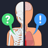 Anato Trivia - Quiz Anatomía APK