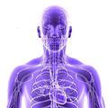 Anatomy in VR
