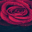 اعطني الناي أغني \أجمل نغمات فيروز للموبايل APK