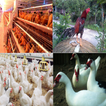 The Right Way to Farm Poultry