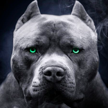 ピットブルの壁紙