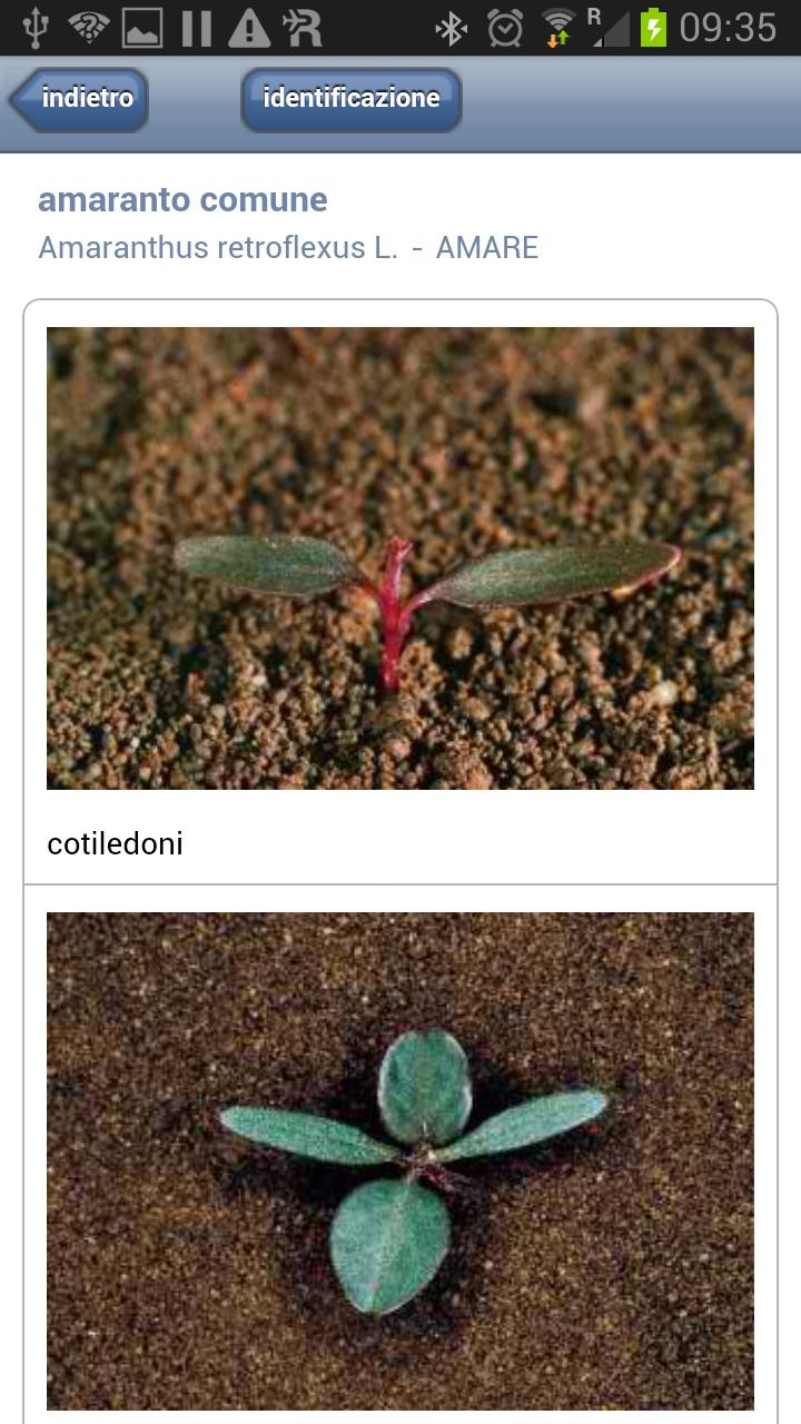 SCARICA FOTO ERBA INFESTANTI