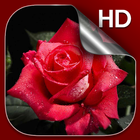 3d Rose Fond D'écran Animé icône