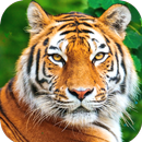 Tiger Wallpaper HD APK