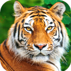 Tiger Wallpaper icône