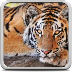 Tiger Live Wallpaper APK download