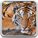 बाघ लाइव वॉलपेपर APK