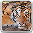 Tигр Живые Обои иконка
