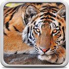 ikon Harimau Gambar Animasi