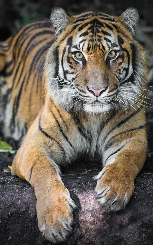 Harimau Gambar Animasi for Android APK Download