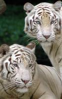Harimau Gambar Animasi screenshot 1