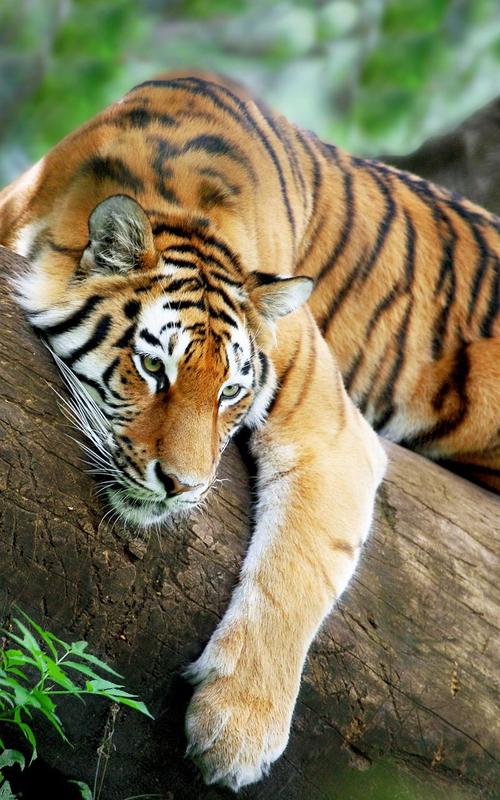  Harimau  Gambar Animasi for Android APK Download