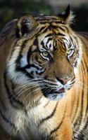 Harimau Gambar Animasi screenshot 3