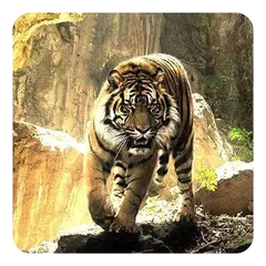 Tigers Live Wallpaper APK download