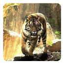 Тигры Живые Обои APK