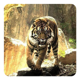 Tigres Fond Animé icône