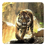 Tigers Live Wallpaper icon