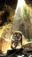 Tigres Fond Animé Affiche