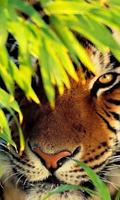 Tigers Live Wallpaper اسکرین شاٹ 2