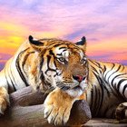 Tiger Live Wallpaper ไอคอน