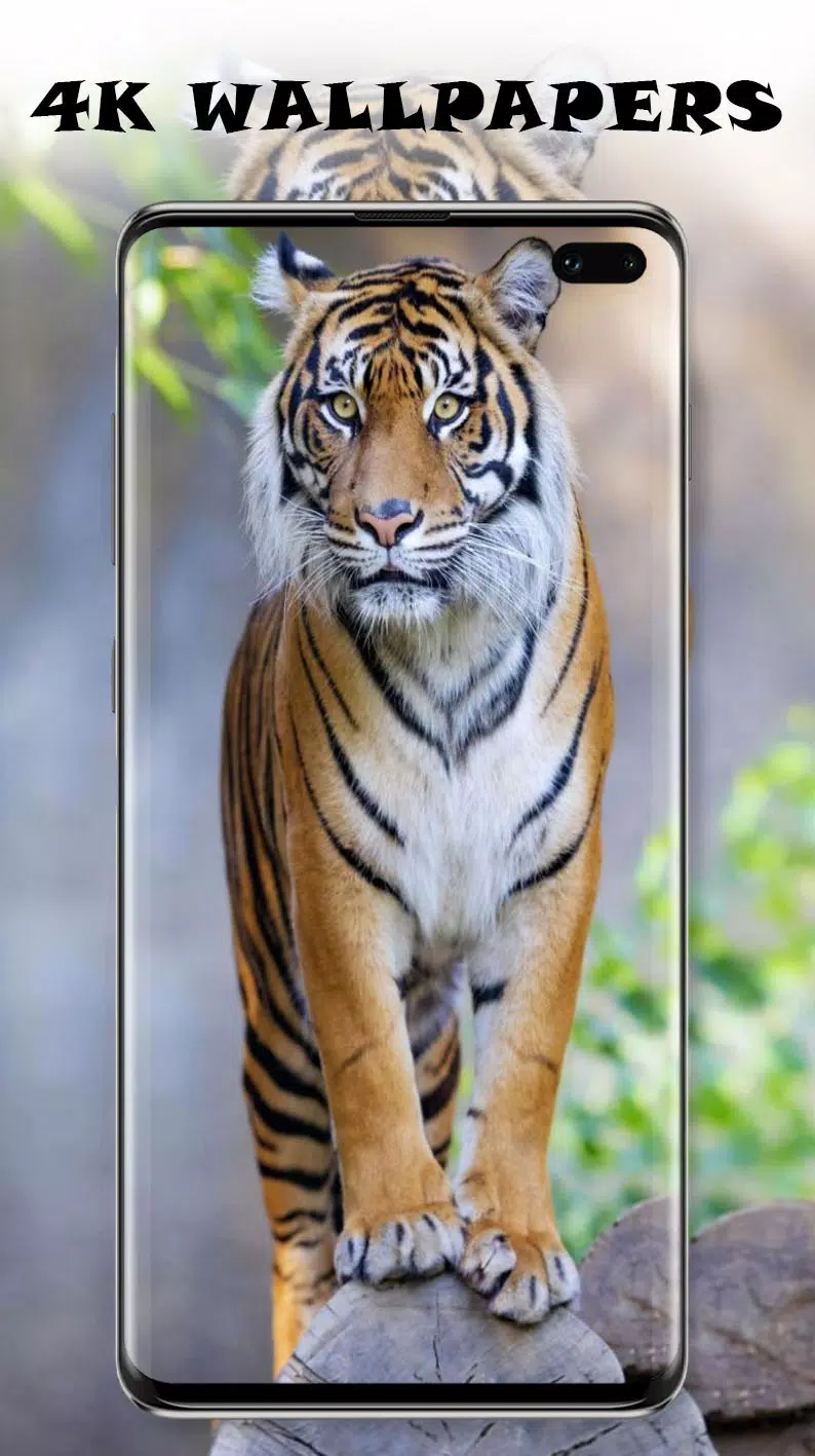 Tigers HD Wallpaper APK for Android Download Tigers HD Wallpaper APK for Android Download