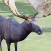 Happy Moose Simulator APK
