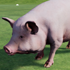 Happy Pig Simulator APK