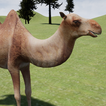 Happy Camel Simulator