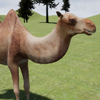 Happy Camel Simulator icon