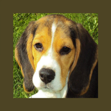 Pet Dog Simulator icon
