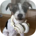 Flash Dog
