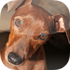 Zwergpinscher आइकन