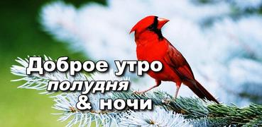 Download Russian Good Morning Afternoon Good Night Wishes 9 08