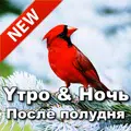 Russian Morning to Night Love