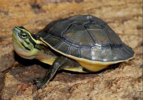 Tortues de sentier capture d'écran 3