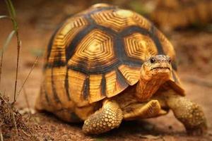 Trail Turtles পোস্টার