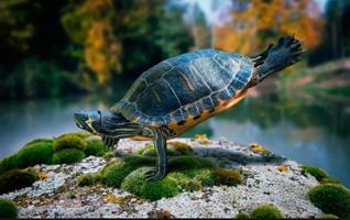 Trail Turtles স্ক্রিনশট 1
